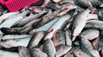 تباين أسعار السمك البلطي في أسواق محافظة القليوبية اليوم الجمعة ١٣ مارس